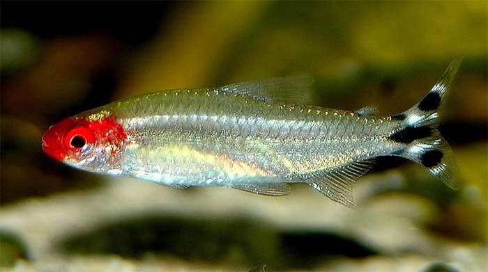 Тетра ложная краснорылая (Petitella georgiae), фото фотография рыбки