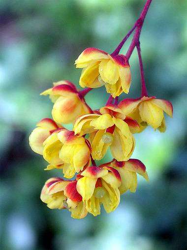 Барбарис обыкновенный (Berberis vulgaris), фото лекарственные растения фотография
