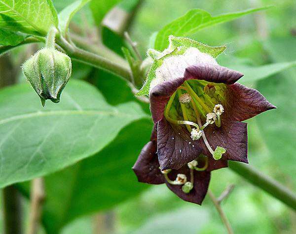  (Atropa belladonna),    