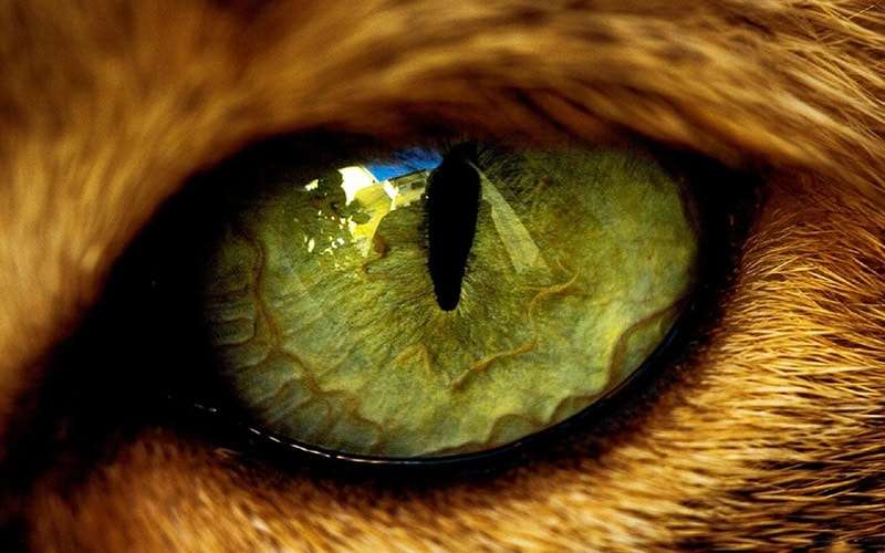Глаз кошки, фото фотография животные