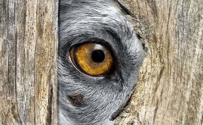 Глаз собаки, фото фотография животные