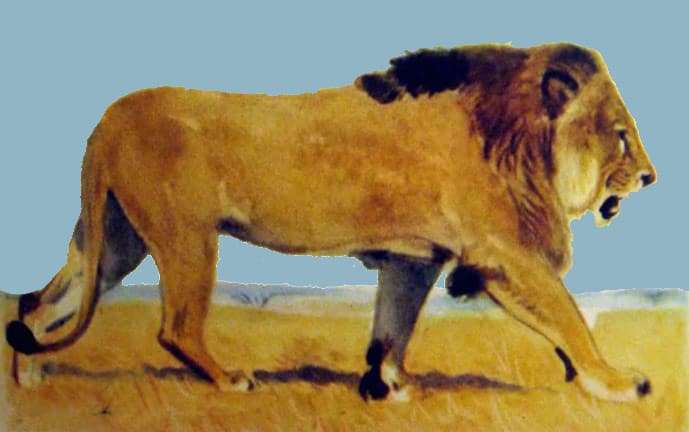 Лев, рисунок иллюстрация
