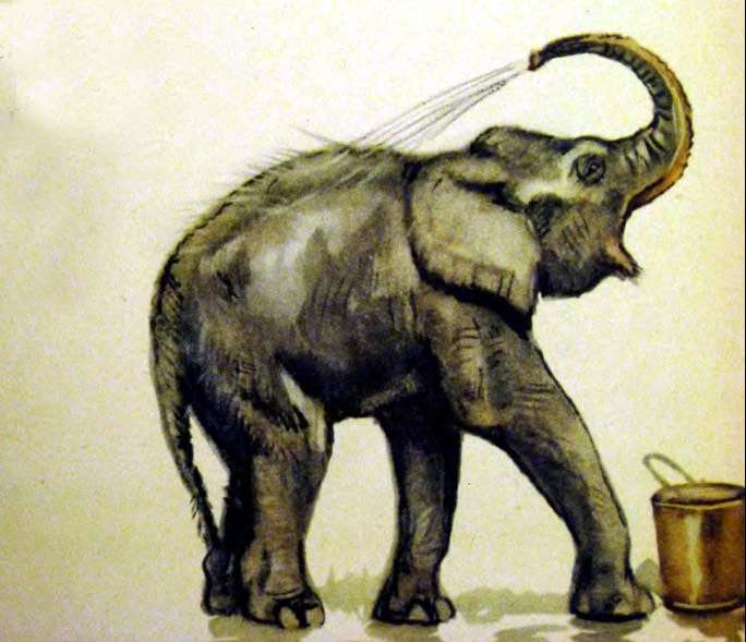 слон обливается водой, рисунок иллюстрация