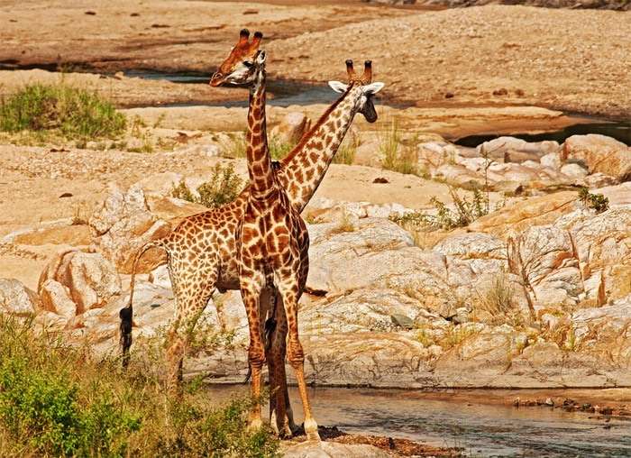 Два жирафа, фото фотография