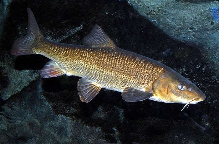 Южный усач (Barbus plebejus), фото фотография промысловые рыбы