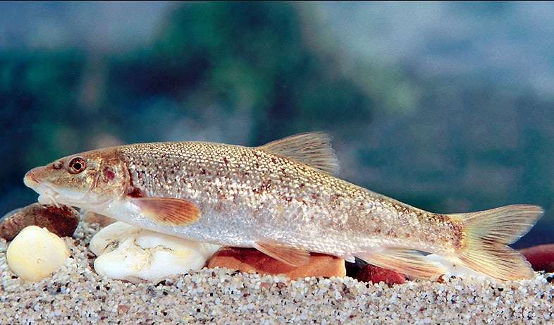 Румынский усач (Barbus petenyi), фото фотография рыбы