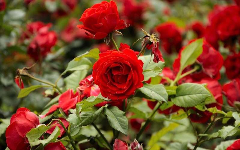Красные розы, розовый куст, фото фотография цветы