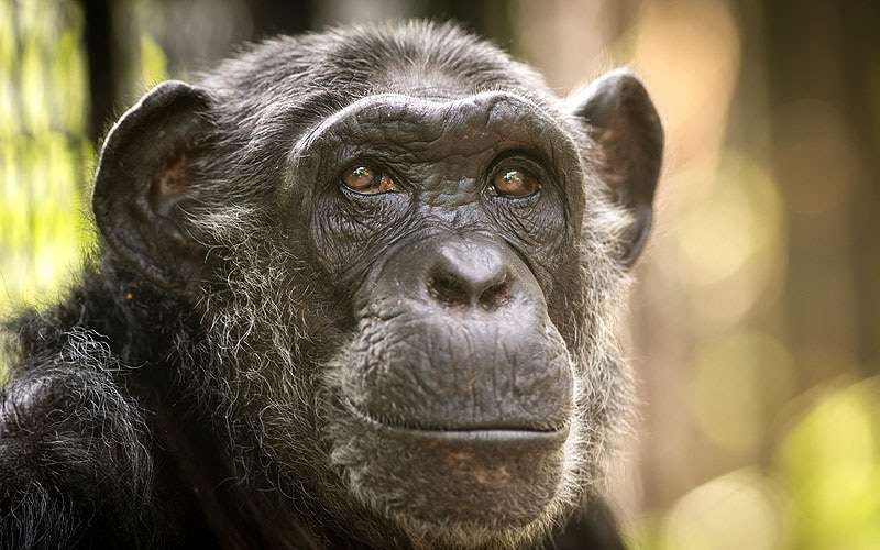 Шимпанзе, фото фотография приматы