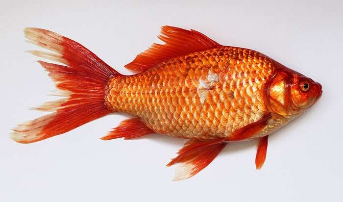 Амурский серебряный карась (Carassius gibelio), фото фотография рыбы