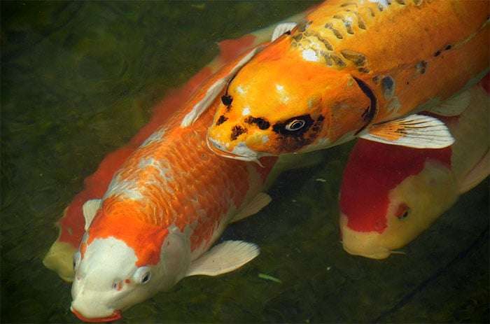 Кои (декоративные карпы кои), фото фотография рыбки