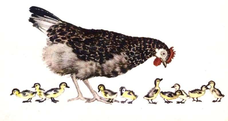 Курица с утятами, рисунок иллюстрация