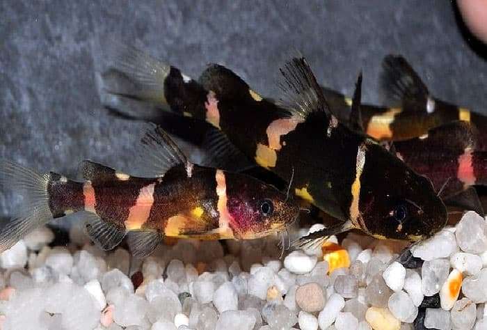 Сиамская косатка (Pseudomystus siamensis), фото фотография аквариумные рыбы