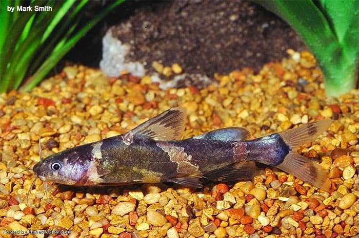 Сиамская косатка (Pseudomystus siamensis), фото фотография аквариумные рыбки