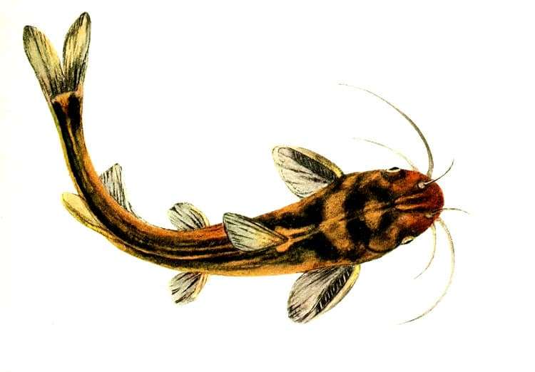 Косатка-скрипун (Tachysurus fulvidraco), фото фотография аквариумные рыбы