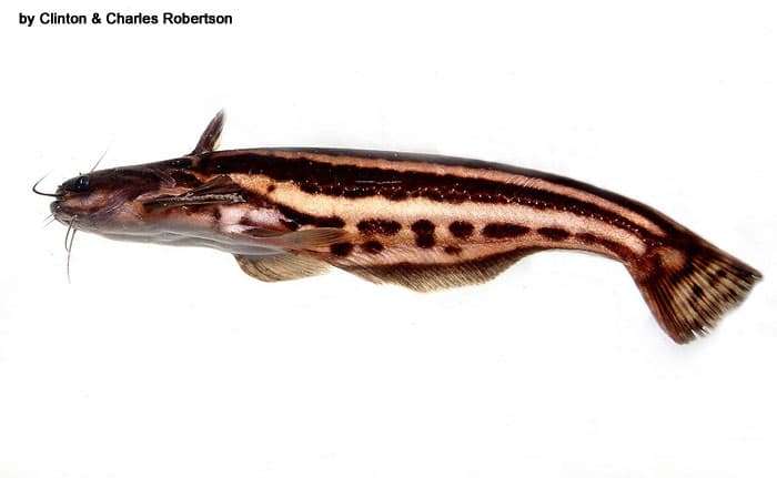 Полосатый трахелоптерихтис (Trachelyopterichthys taeniatus), фото фотография рыбы