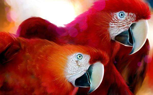 Красный ара (Ara macao), фото уход содержание попугаев фотография