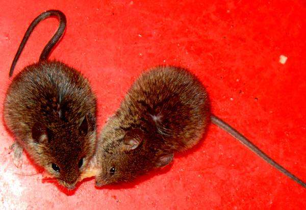 Мыши, мышки, фото содержание грызунов фотография