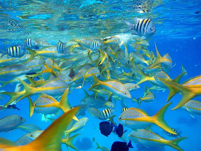 Морские рыбы, фото фотография pixabay