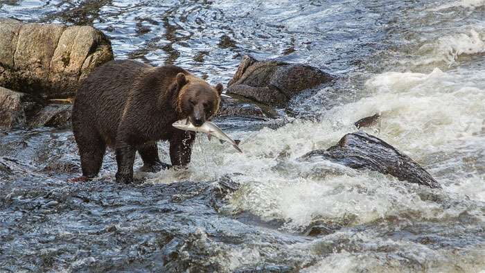 Медведь поймал лосося, фото фотография