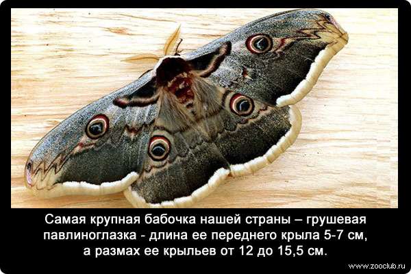 Самая крупная бабочка России - грушевая павлиноглазка (Saturnia pyri) - длина ее переднего крыла 5-7 см, а размах ее крыльев от 12 до 15,5 см.