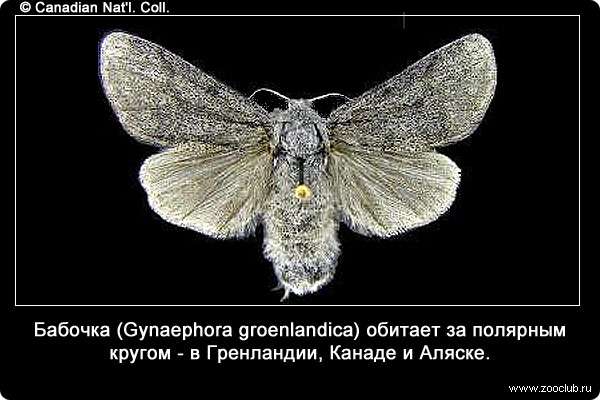 Бабочка (Gynaephora groenlandica) обитает за полярным кругом - в Гренландии, Канаде и Аляске.