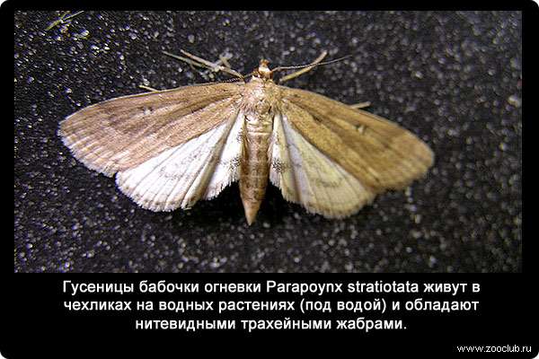 Гусеницы бабочки огневки Parapoynx stratiotata живут в чехликах на водных растениях (под водой) и обладают нитевидными трахейными жабрами.