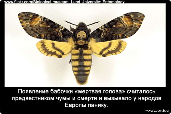 Появление бабочки «мертвая голова» считалось предвестником чумы и смерти и вызывало у народов Европы панику.