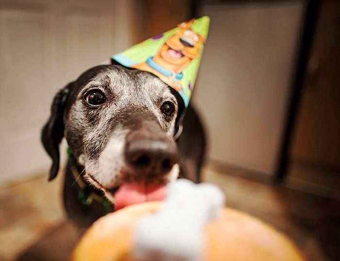 День рождение у собаки, подарок на день рождения, фото фотография