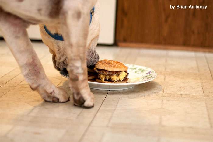 Собака ест гамбургер, фото фотогграфия