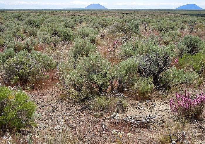 Полынь пустынная (Artemisia desertorum), фото фотография растения