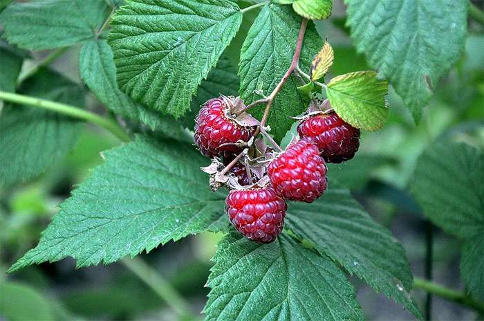 Ветка малины с ягодами, фото фотография растения