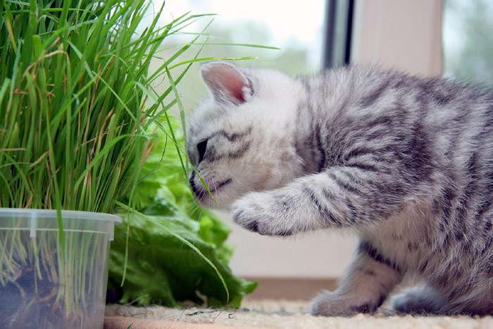 Котенок нюхает траву, фото фотография
