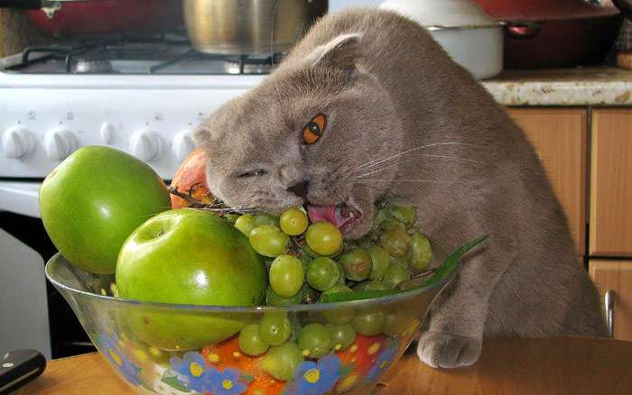 Британский кот ест виноград, фото фотография