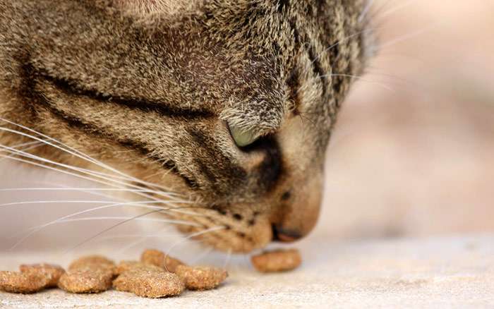 Кот нюхает кошачий корм, фото фотография