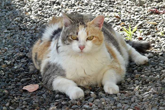 Толстая кошка, фото фотография