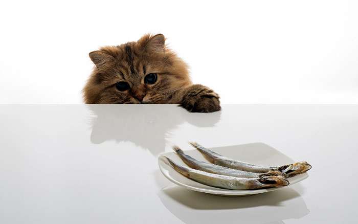 Кошка тянет лапу к тарелке с рыбой, фото фотография