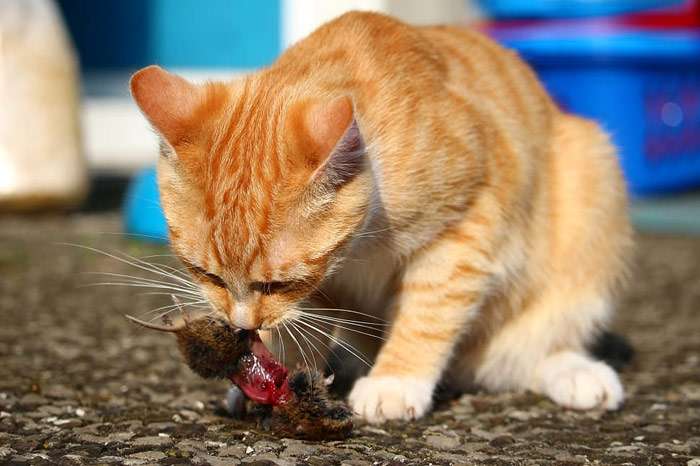 Рыжий кот ест пойманную мышь, фото фотография