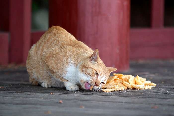 Кошка ест чипсы, фото фотография