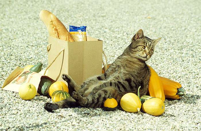 Кошка и пакет с продуктами, фото фотография кормление кошек