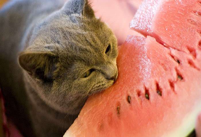 Британский кот ест арбуз, фото фотография