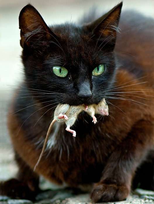 Черная кошка держит в зубах мышку, фото фотография