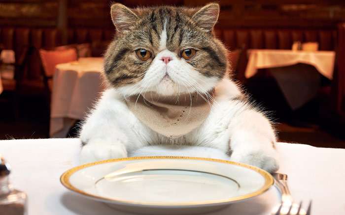 Экзотический кот сидит перед пустой тарелкой, фото фотография