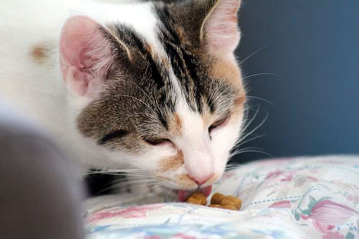 Кошка ест на постели, фото фотография