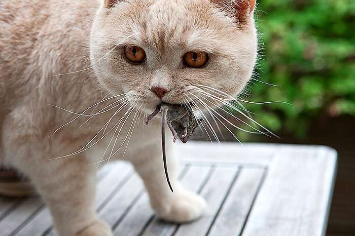 Кошка держит в зубах пойманную мышь, фото фотография