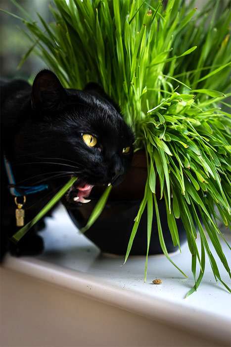 Кошка жует травку, фото фотография