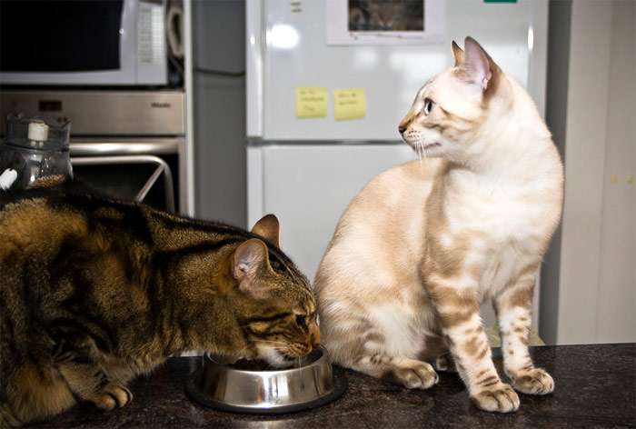 Кошки едят корм, фото фотография
