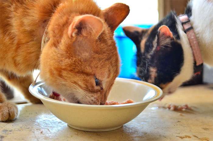 Рыжая кошка ест из миски, фото фотография