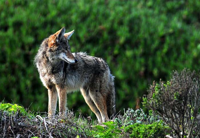 Койот, луговой волк (Canis latrans), фото хищники фотография