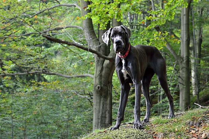 Немецкий дог, фото самые собаки фотография картинка
