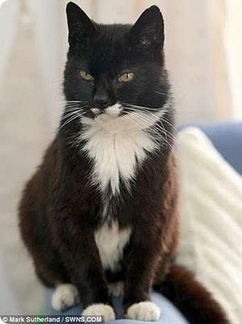 38 летняя кошка Криам Пафф, фото самые кошки фотография картинка